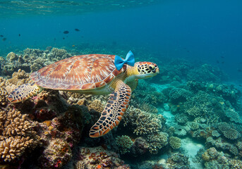 Sea Turtle in Coral Reef with Bow Tie - Underwater Photo