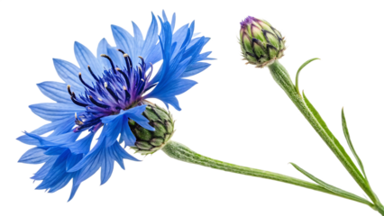 Cornflower: The blue cornflower is not only a national symbol of Estonia but also appreciated for its striking colour in floral displays on white background PNG. AI GENERATED