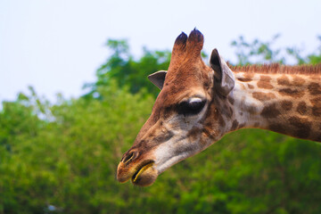 Giraffe Profile