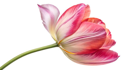 Tulip Especially Iconic The