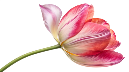  Tulip especially iconic in the netherlands  tulip on white background PNG. AI GENERATED