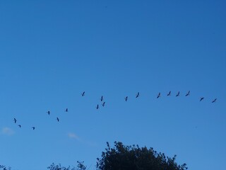 birds flying above a tree