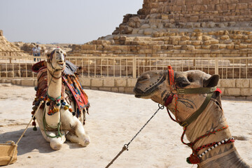Two camels rest side by side in close-up, basking in the warmth of the evening sun after a long day...