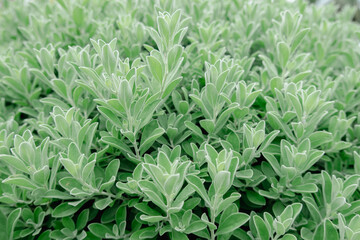 Close up small  green leaves. Natural background