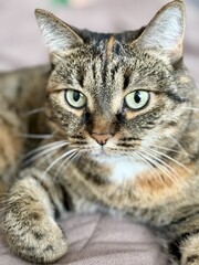 A Charming Tabby Cat Enjoys Relaxing on Soft and Cozy Bedding, Looking Perfectly Content. A...