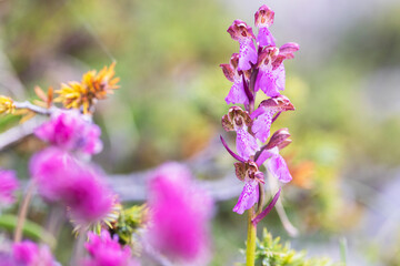 Stunning images of Orchis spitzelii, a rare wild alpine orchid. Perfect for botanical, editorial, or nature-related projects. High quality with exceptional detail.
