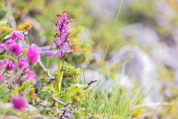 Stunning images of Orchis spitzelii, a rare wild alpine orchid. Perfect for botanical, editorial, or nature-related projects. High quality with exceptional detail.
