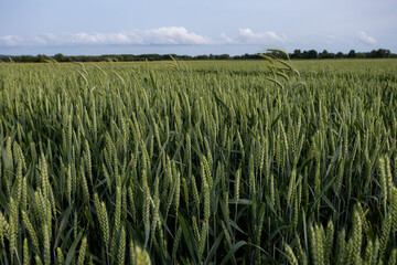 Early summer or late spring farm scenery.