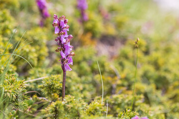 Fototapeta premium Stunning images of Orchis spitzelii, a rare wild alpine orchid. Perfect for botanical, editorial, or nature-related projects. High quality with exceptional detail. 