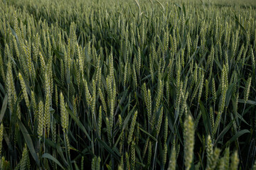 Close-up of green cereal ears in a dense field.