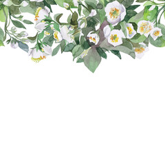 seamless pattern with jasmine flowers on white background