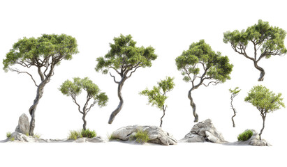 Collection of Mediterranean pine trees