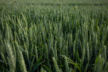Close-up of green cereal ears in a dense field.