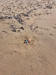 small dead turtle on sand