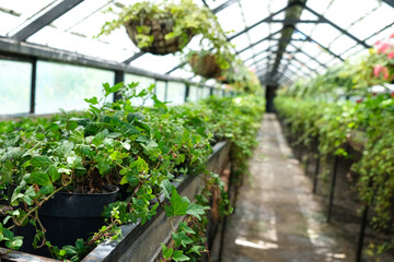 Ivy Plant  in pot cultivated in greenhouse or glasshouse for spring sale at the local garden center.