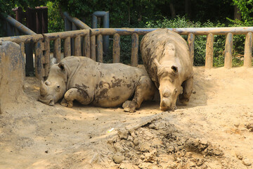 Two Rhinos Resting in an Enclosure