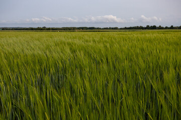 Early summer or late spring farm scenery.