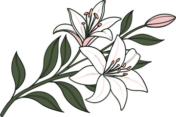 Fototapeta premium Elegant Lily Flower Illustration with Natural Details. Hand Drawn Lily Bloom Artwork for Floral Designs. Beautiful Lily Flower Drawing for Creative Projects. Minimalist Lily Flower Composition