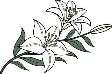 Elegant Lily Flower Illustration with Natural Details. Hand Drawn Lily Bloom Artwork for Floral Designs. Beautiful Lily Flower Drawing for Creative Projects. Minimalist Lily Flower Composition