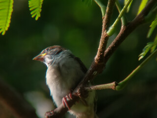 Close-up of a single sparrow  resting on a branch amid lush green background.