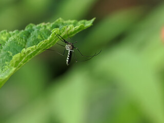 A detailed image of a mosquito on a leaf, highlighting its slender body and vivid black and white...
