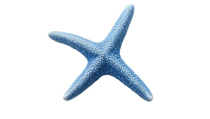 Obraz premium Light blue starfish, detailed close-up