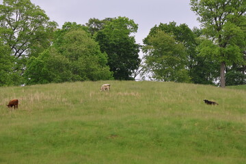 Cattle Grazing in an open pasture