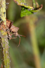Close up of a Shield Bug Forest Insect on a leaf