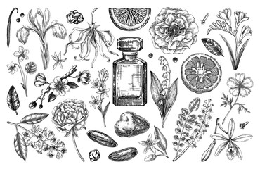 Perfumery and cosmetics ingredient hand drawn vector illustrations. Aromatic plants, fruits, spices, and herbs sketch set. Perfume design elements. Not AI generated © sketched-graphics