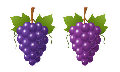 Bunch of grapes. Vector illustration isolated on white background.