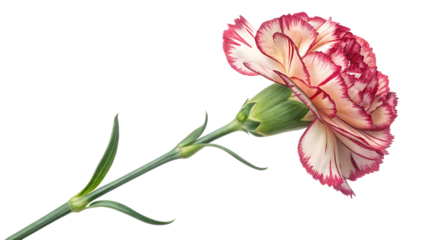  Monaco carnation  dianthus caryophyllus  isolated on white background PNG. AI GENERATED