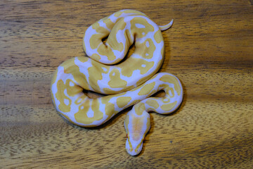 ball python snake reptile. The royal serpent. Beginner and popular snake for kids, Ball python (python regius) crawling on hand. Purple Albino Ball Python.