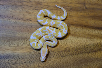 ball python snake reptile. The royal serpent. Beginner and popular snake for kids, Ball python (python regius) crawling on hand. Purple Albino Ball Python.