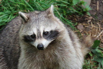 Close-up portrait of a raccoon in the grass