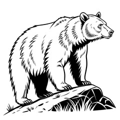 Obraz premium polar bear vector illustration