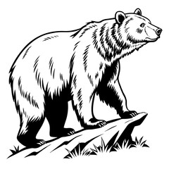 Fototapeta premium polar bear vector illustration