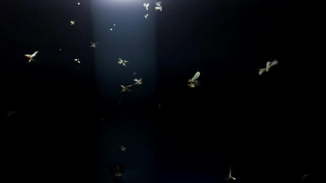 Creepy swarm of flying insects and glowing yellow fireflies near an LED light create a haunting overlay against the dark night&mdash;perfect for real insect wildlife scenes or spooky Halloween backgrounds.