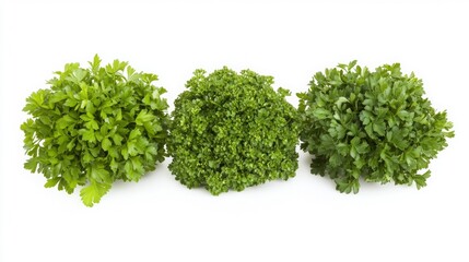 Obraz premium Oregano, parsley, rosemary bunches side by side on white background