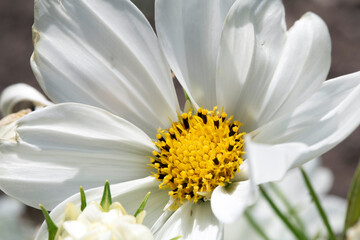 Obraz premium Close up of a white Cosmos daisy large white flower