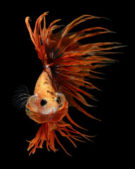 Fototapeta premium This stunning Betta splendens, a 