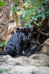 Fototapeta premium black panther