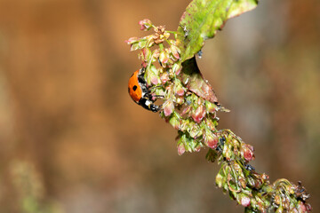 Close up of a UK British Ladybird or Ladybug Insect in the wild