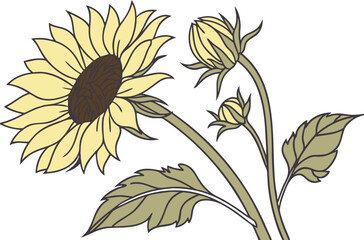 Bright Sunflower Illustration with Detailed Petals and Center. Hand Drawn Sunflower Bloom Artwork for Creative Projects. Realistic Sunflower Design for Nature Inspired Graphics. Single Sunflower