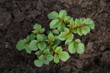 Potatoes sprouted in the garden bed close-up.