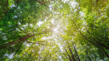 The dense canopy of trees overhead