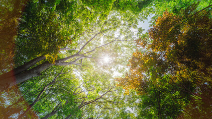 The dense canopy of trees overhead
