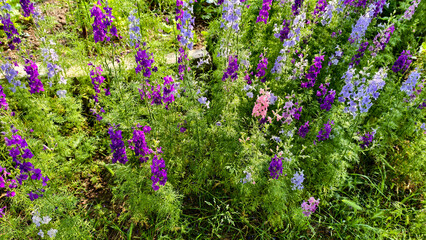 Colorful larkspur flowers bloom in the summer garden, bright and lush greenery.