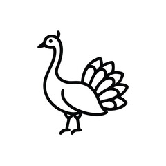 Hand drawn line art illustration of a peacock