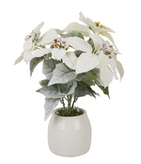 White snowy Christmas tree with blooming flowers in a pot cut out isolated transparent background