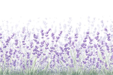 Naklejka premium Lavender field border design